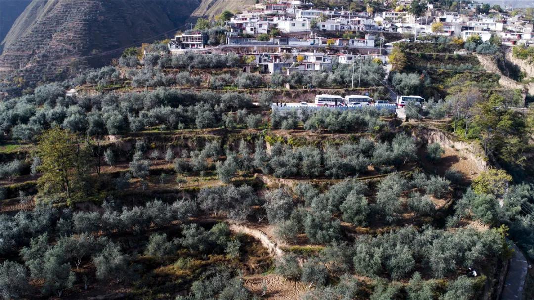 中国国际食用油产业博览会金奖,中国国际高端食用油金奖