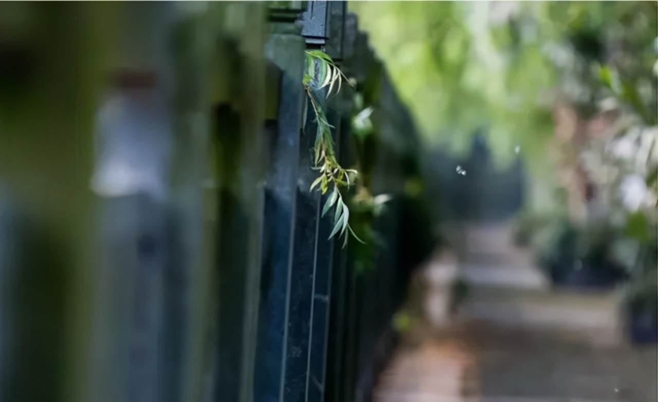 烦人的飞絮图解,古人笔下的杨絮