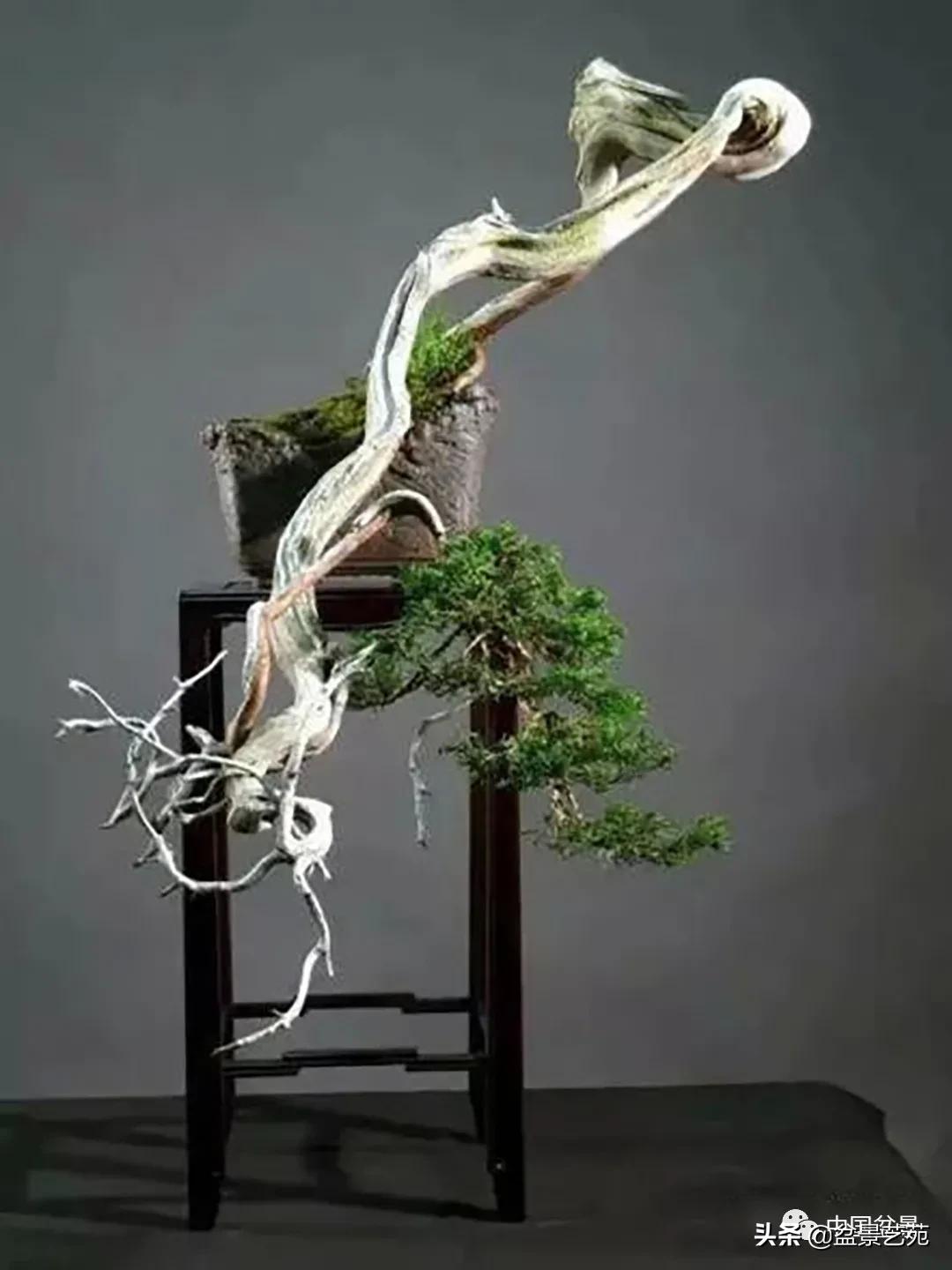 老树桩的造形特征有哪些,论述树桩盆景主要流派的艺术特点