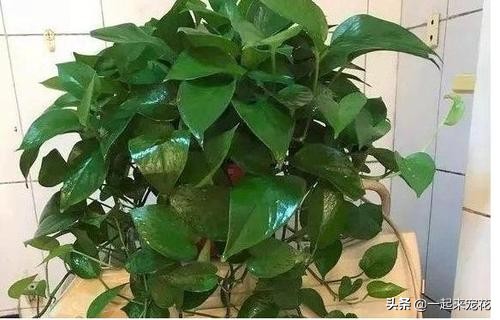 绿萝喝什么才绿油油,绿萝喝4种水长得贼快