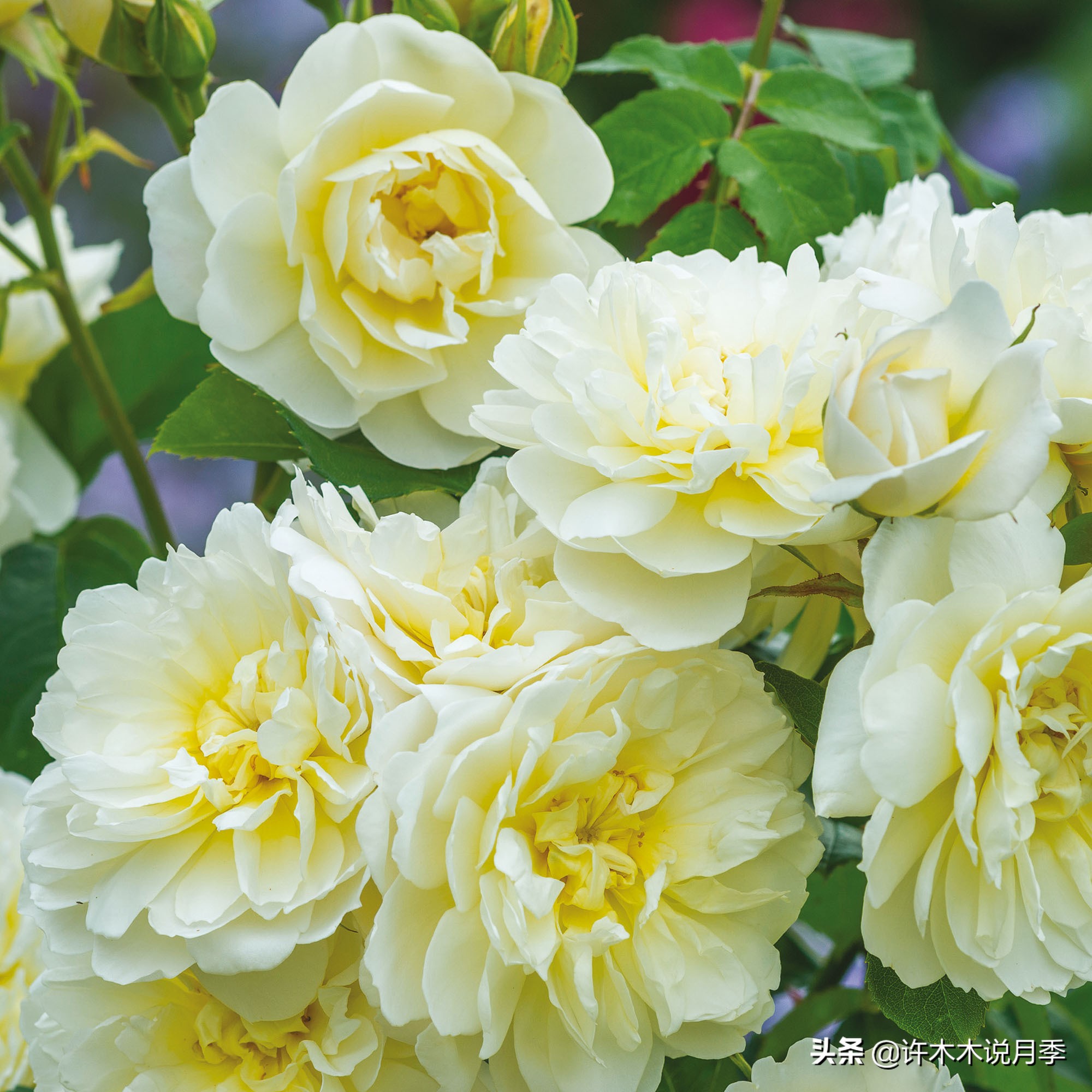 奥斯汀花型月季推荐,奥斯汀月季2020新品种