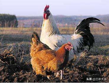 小鸡养几天就不精神,小鸡养着养着就瘸了