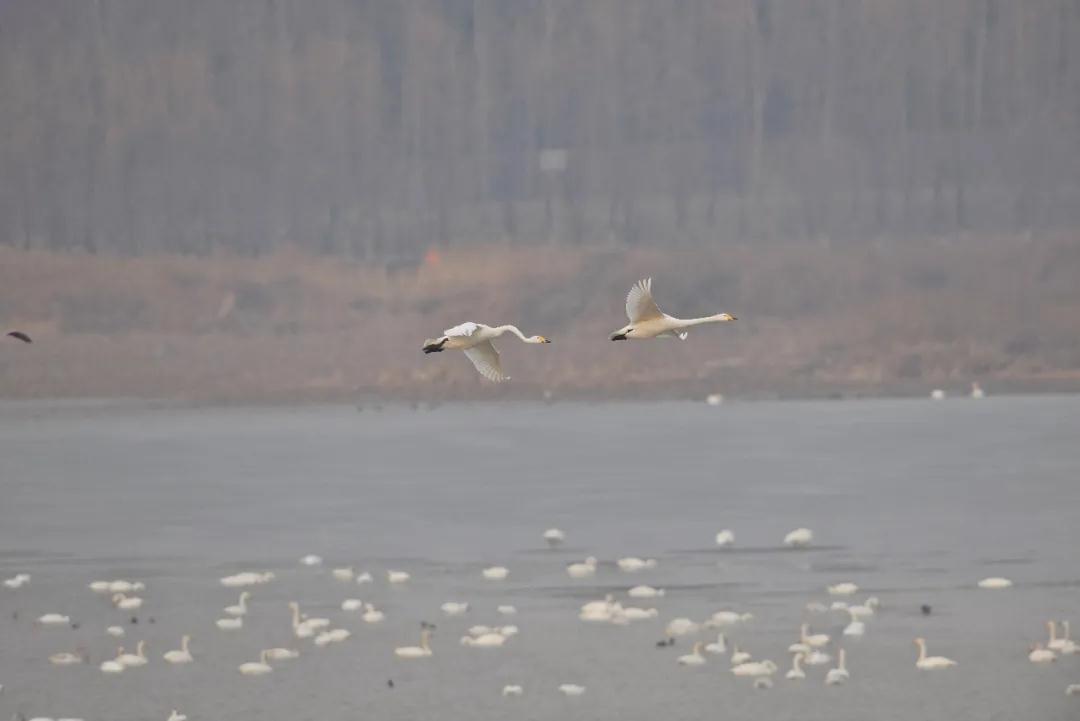 全国林草生物多样性保护成就展,林业生物多样性保护