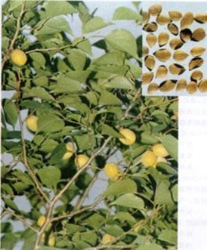 中药中有苦杏仁该怎么煮,学习一味中药