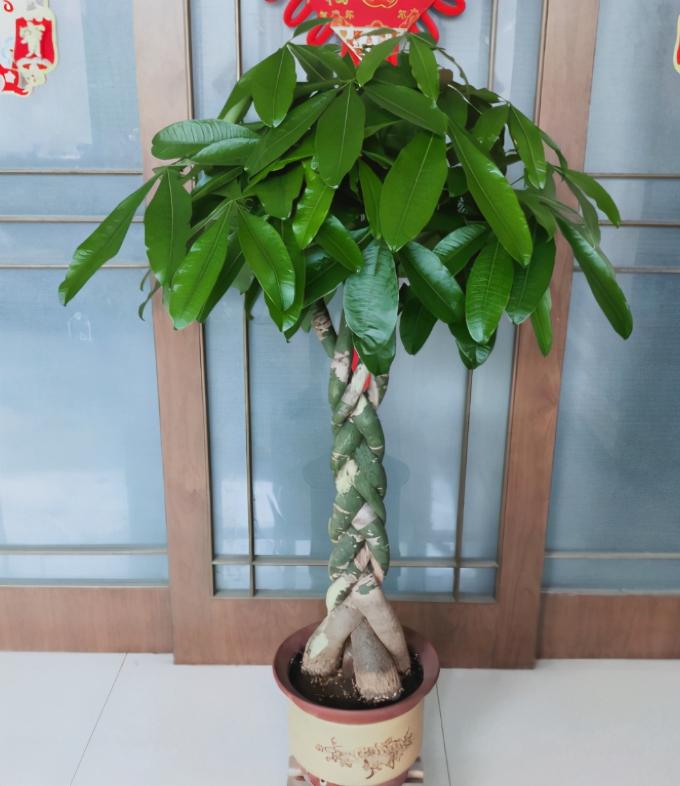 养发财树3个忠告,养发财树有什么禁忌