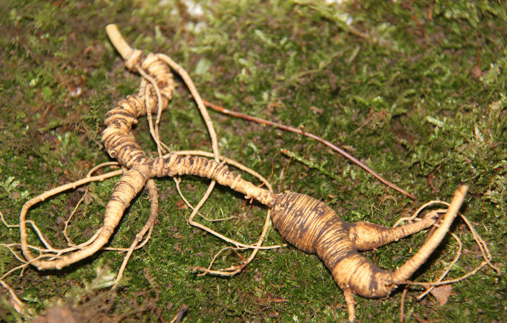 捉妖故事：整村人得怪病都在夜里被偷吻过追查发现古怪人参精