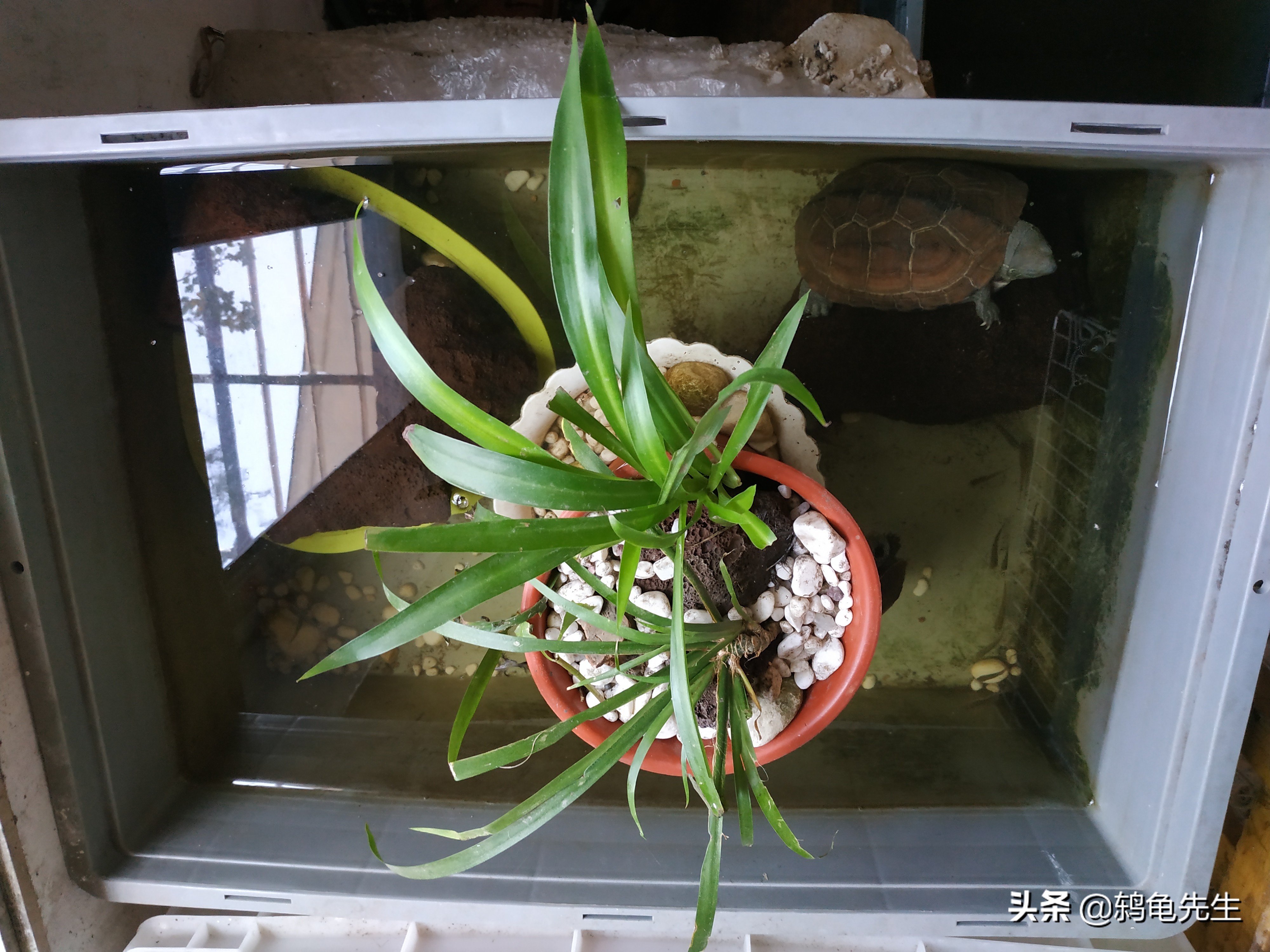 养龟几天换一次水怎么给龟换水,新手养龟不想换水应该用哪些东西