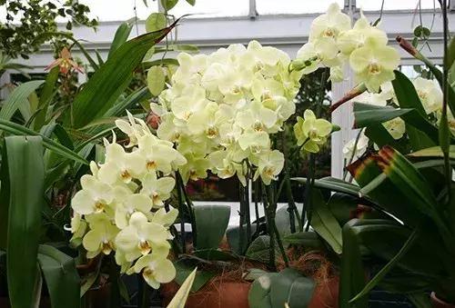 北方养蝴蝶兰用什么植料,北方适合养哪种蝴蝶兰