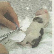 母狗生狗需要准备什么,母狗生小狗前准备