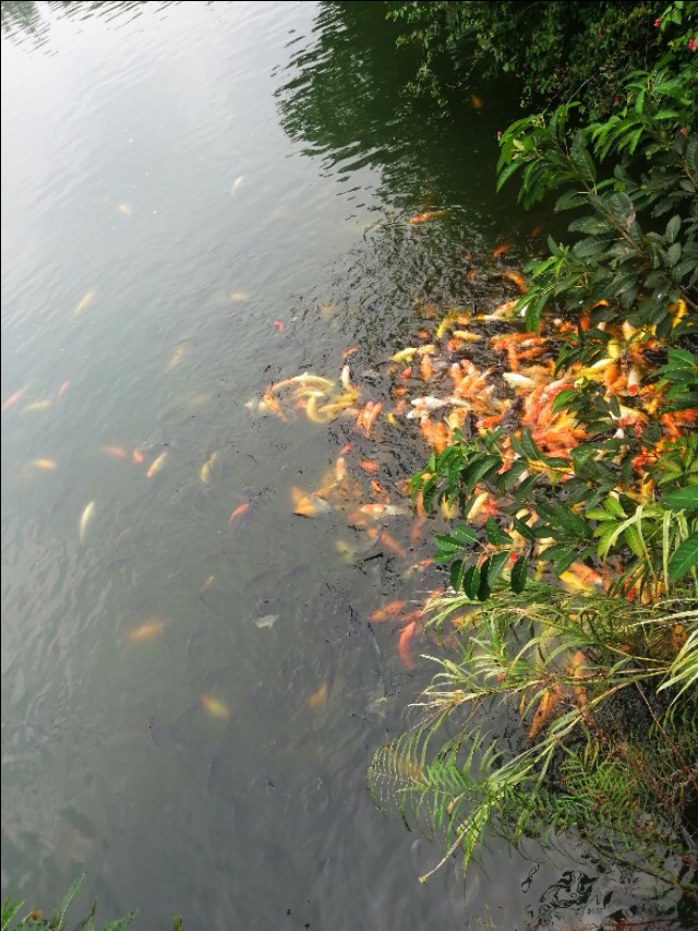 东莞旗峰公园掠影,东莞旗峰公园大体俯视图片