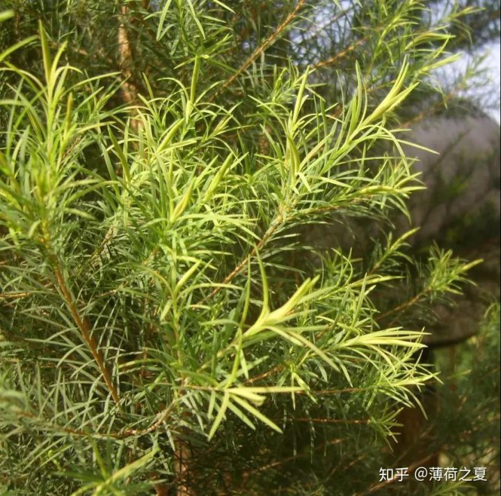 澳洲茶树如何培育,杀菌作用大的植物