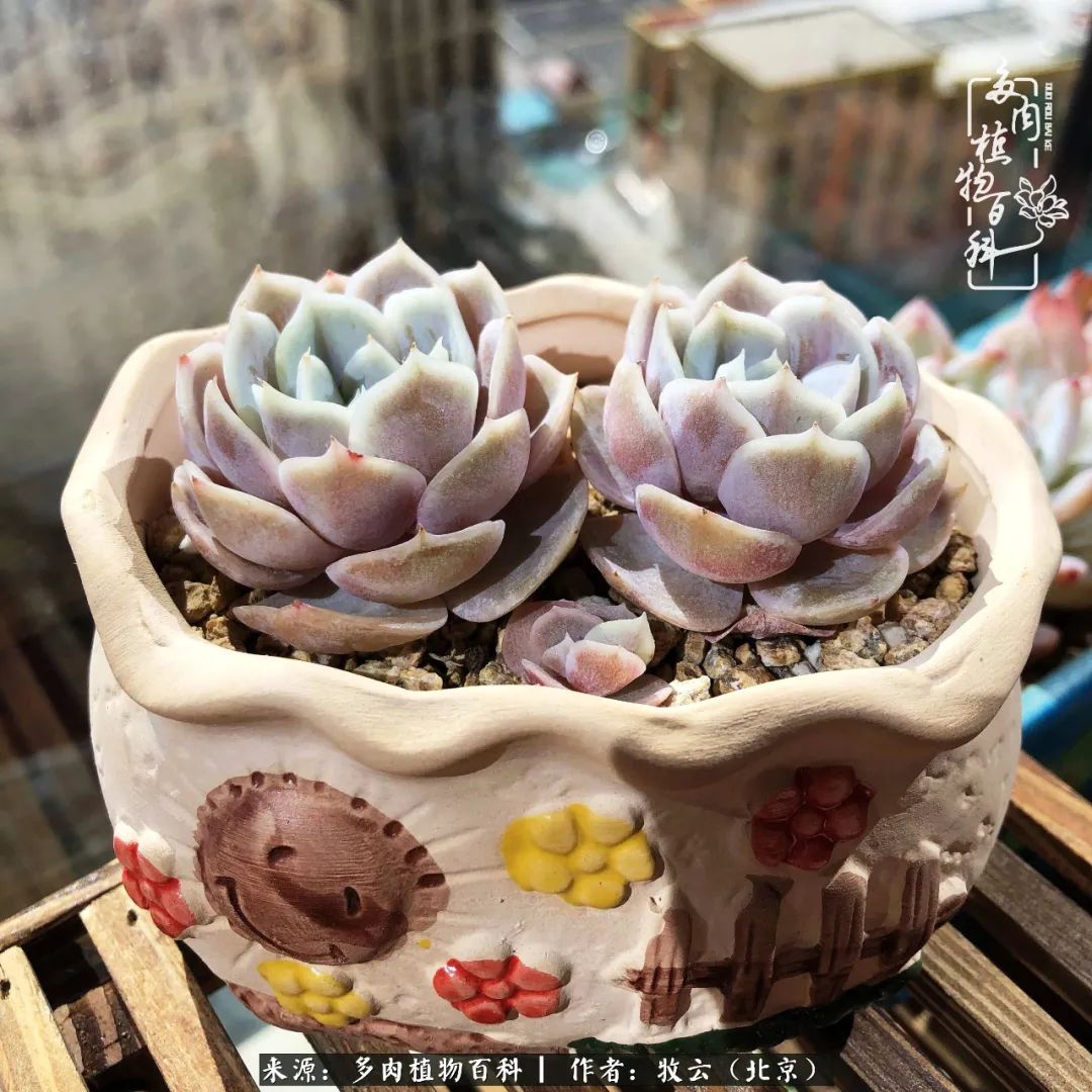 多肉植物生活,多肉生活充满诗意