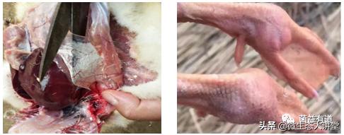 从禽痛风的原因和发病机制，看益生菌对痛风的作用