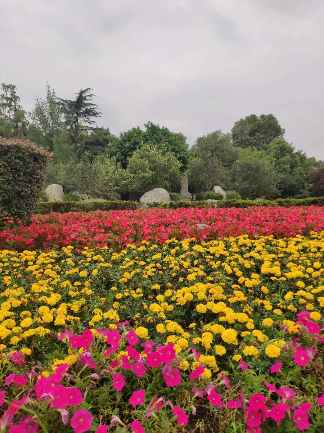 波斯菊孔雀草花海,波斯菊向日葵