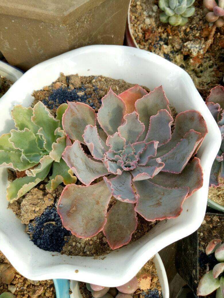 多肉烂根要如何处理?生死回转有妙招,自己在家就能救