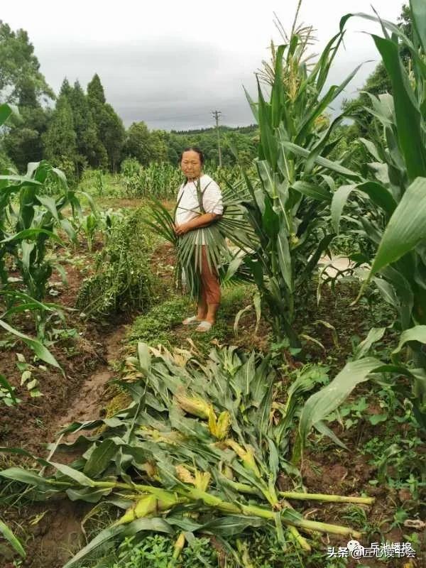 岳池“悟空”大闹龙藏山“九龙”智取降泼猴