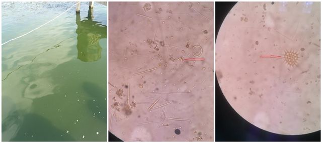 藻类旺盛水色是什么样,通过池塘水色确定藻类植物