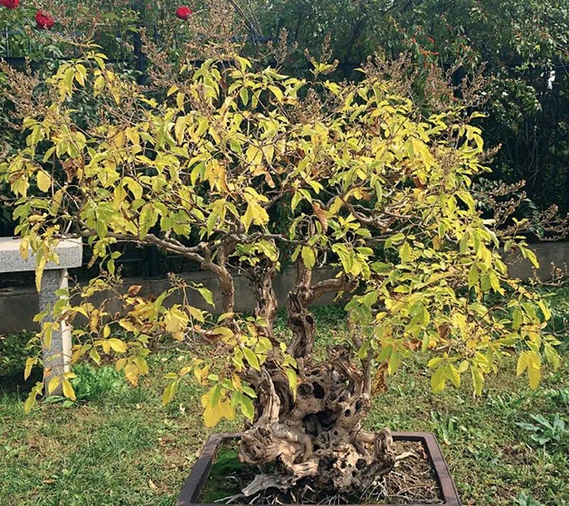 盆景素材十大排名 (什么盆景素材最好)