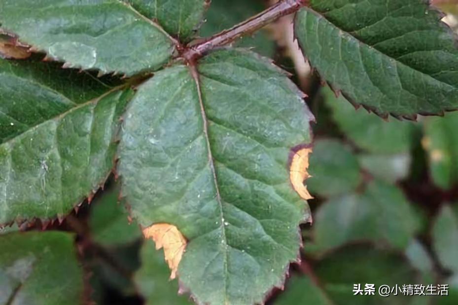 月季花是“药罐子”，常见10种病虫害，预防第一，救治第二