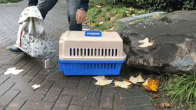 怎么抓小区流浪猫,这些方法来教你