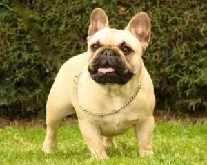 犬类图解,犬类大全100个视频