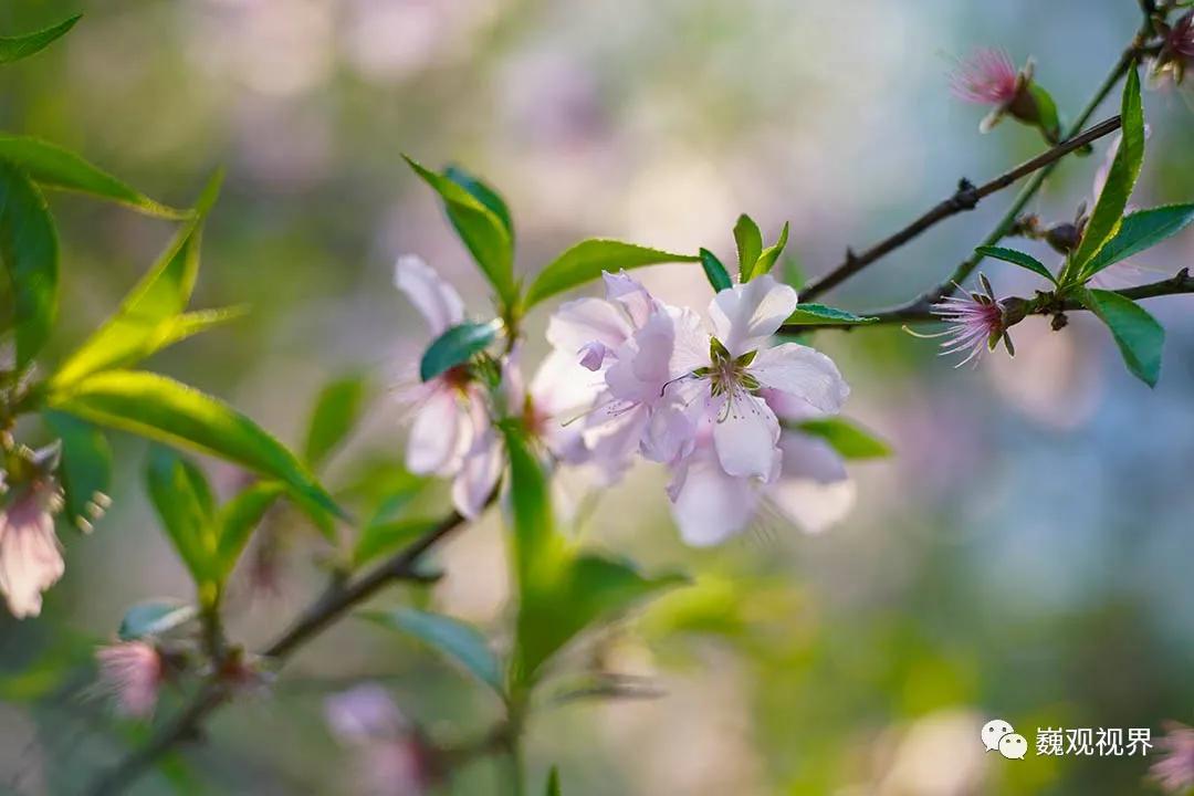 “千里姻缘一线牵”深入了解“SHOTEN”Contax G转Sony E卡口转接环