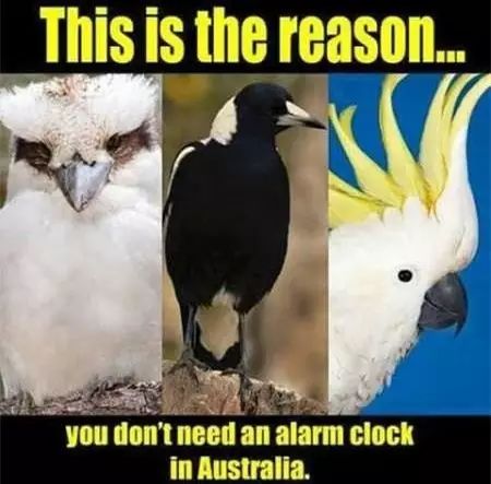 嘘！我要去澳洲了，不如一起吧