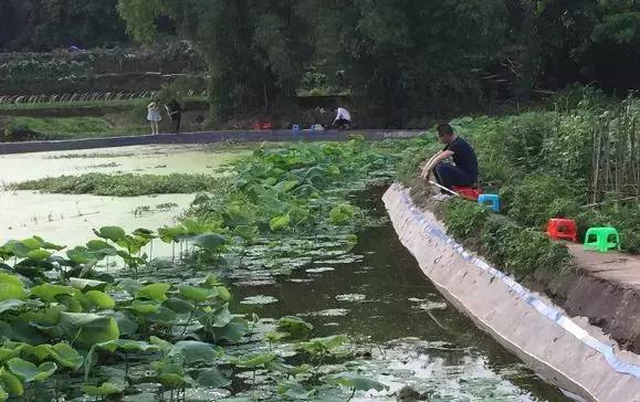 重庆野钓小龙虾哪里最多,重庆小龙虾怎么钓图