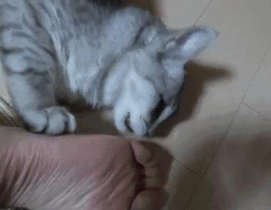 辟谣猫咪并非黑夜都能看得清,猫咪辟谣