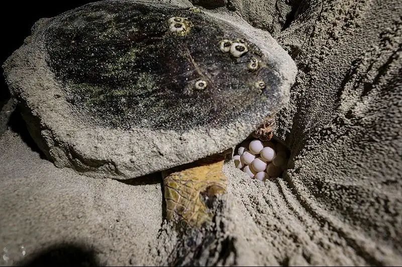 玳瑁现状,玳瑁的危险程度