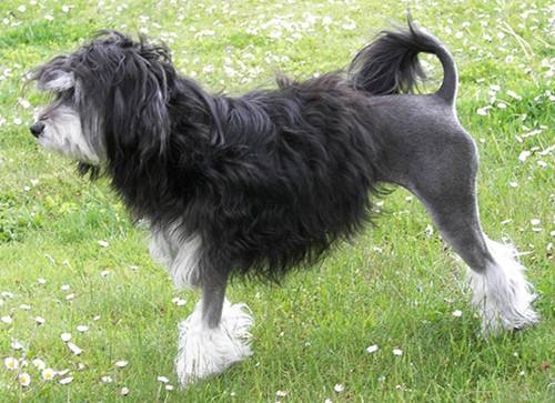 最贵的狗是什么犬种,犬界最贵的5种狗