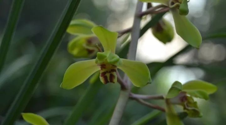 长寿梅蕙兰怎么种植,蕙兰老八种兰花哪一种最好