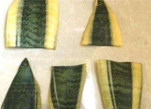 虎皮兰烂根了用什么方法处理,虎皮兰烂根后的补救方法