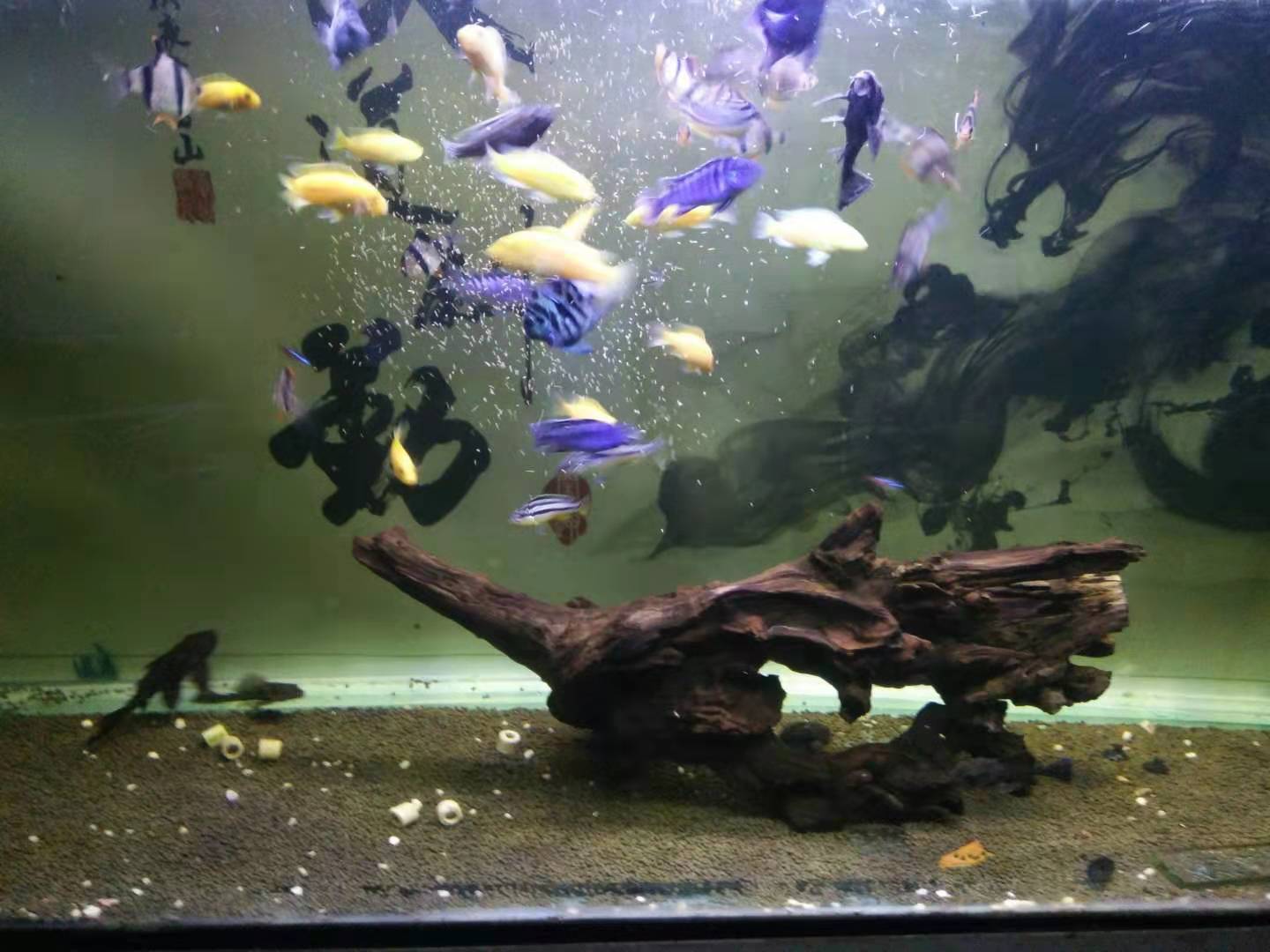 涓轰粈涔堥奔缂搁噷闈㈣帿鍚嶅叾濡欏鍑鸿灪,楸肩几閲岀獊鐒跺嚭鐜板緢澶氳灪鎬庝箞澶勭悊