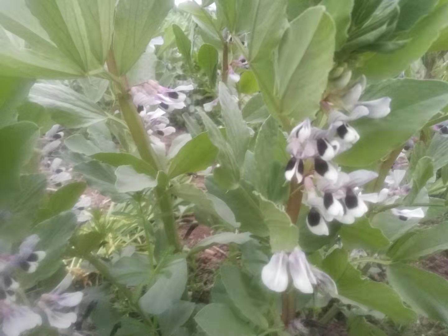 蚕豆你们家乡叫什么,你知道蚕豆是什么吗