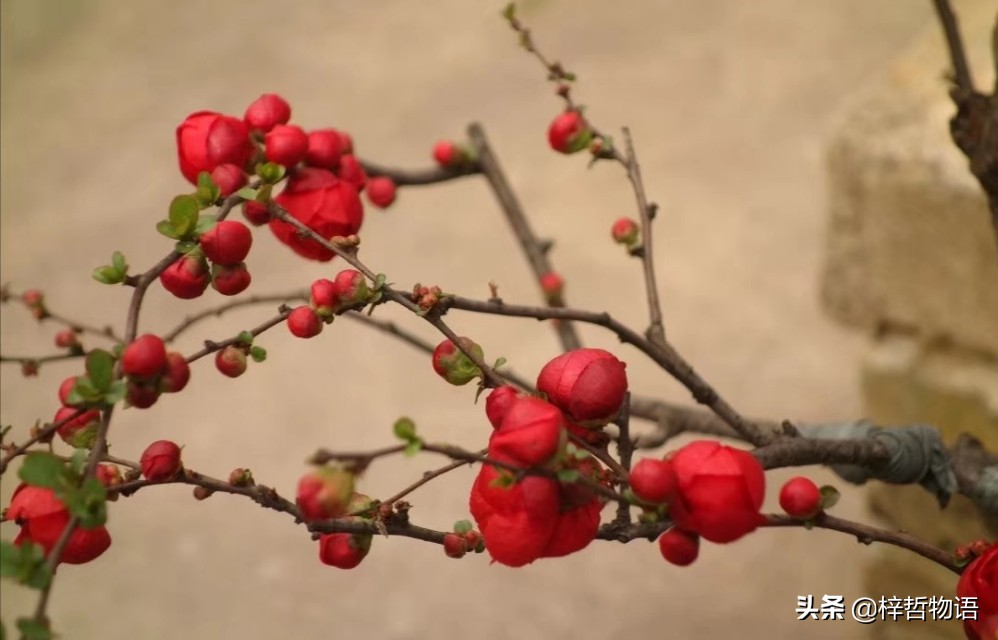 厚黑学鬼谷子的精髓是什么,厚黑学十句话读懂成功的核心