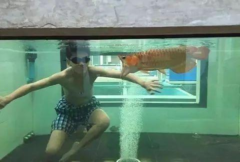 国外某熊孩子自告奋勇去擦缸把龙鱼吓脱臼了！