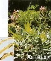 中药药材大全及功效,补肾中药大全及功效