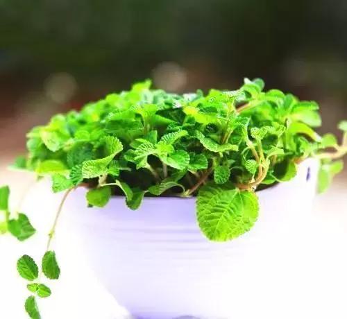 吸毒草有毒吗,吸毒草真的吸毒吗