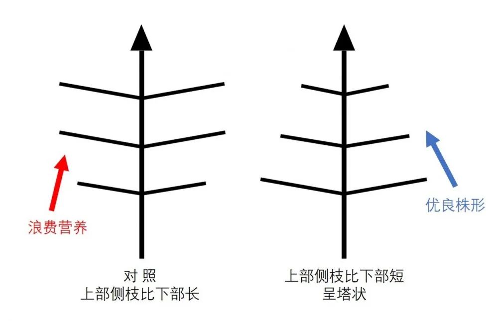 土豆很多小疙瘩是什么原因,怎么让土豆少结薯