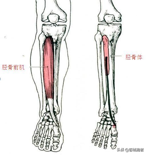 跑步初学者必须了解的5个真相,跑步常识与认知