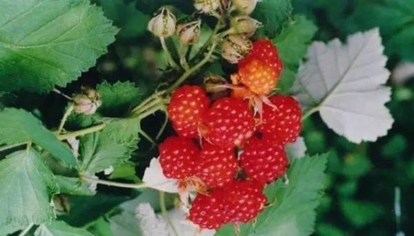 带你寻找记忆中的童年,我的童年既是怎样的又是怎样的