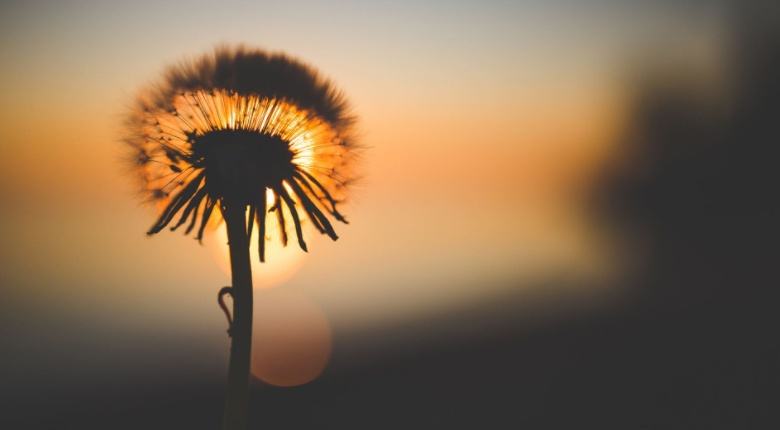 ED阶段拿到纽约大学offer，诺美学校这位学子说没有辜负努力自己