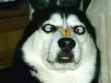 狗到底可以吃海带吗,狗多大可以吃海带