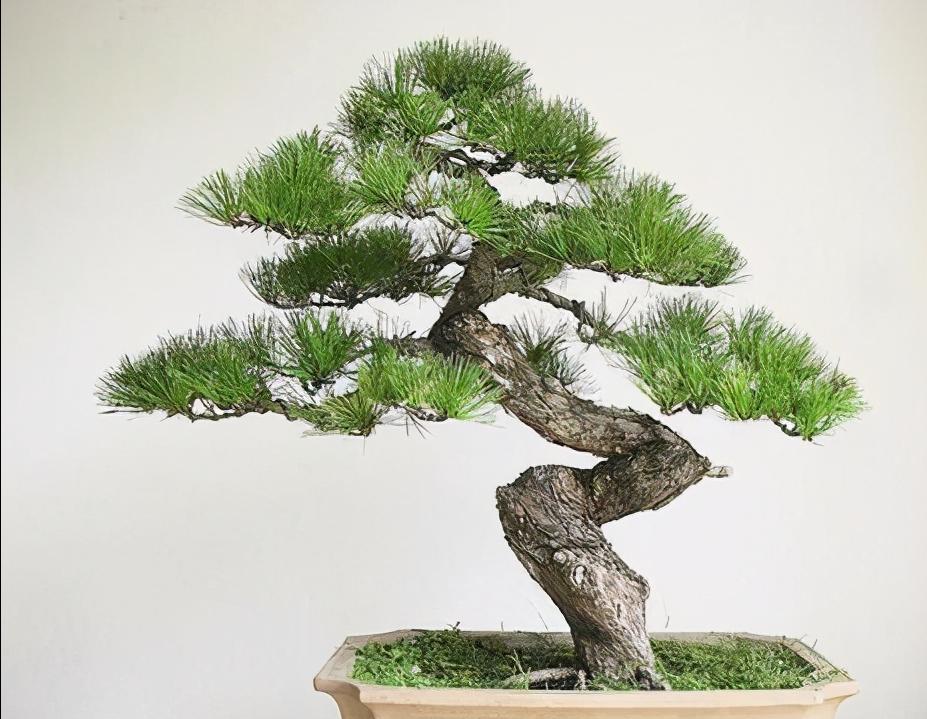 黑松怎么养护才能长得快 (黑松养护有什么方法)