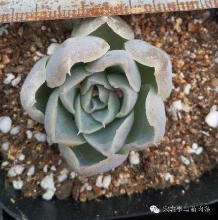 多肉月影系有哪些品种,月影系多肉品种大全