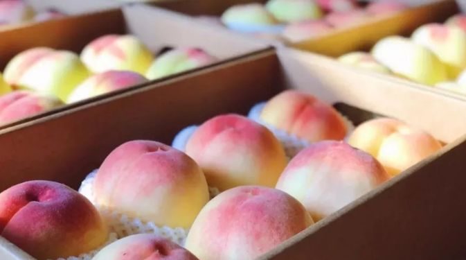 软桃脆桃区别,脆桃软桃选择图