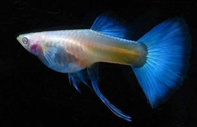 网上卖孔雀鱼鱼苗,孔雀鱼鱼苗可以买吗