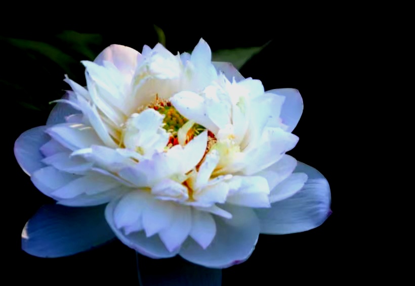 最美的荷花诗句,一起赏荷花的诗词歌赋