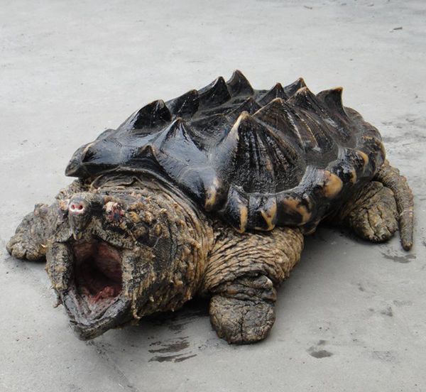 比鳄鱼龟还凶猛的乌龟,大鳄龟和乌龟一样吗